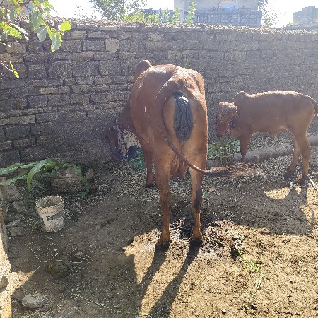 થંબનેલ 3