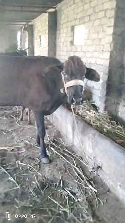 थंबनेल 2