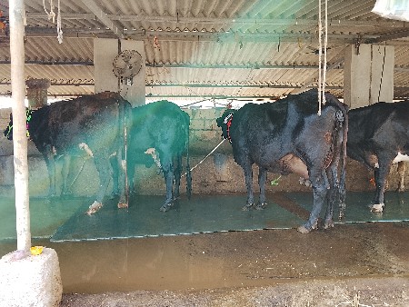 थंबनेल 5