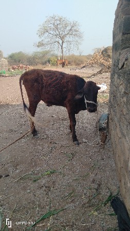 ગીર. ગાયની વાસડીસે