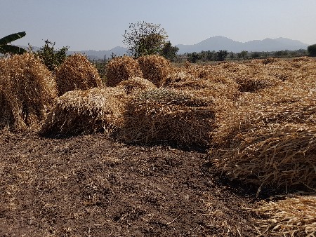 જવાર ના પુરા