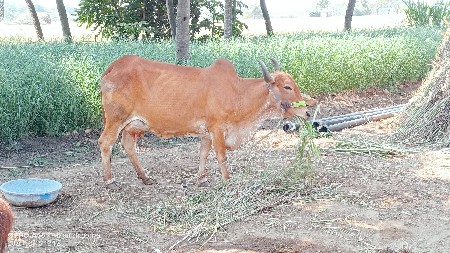 થંબનેલ 2