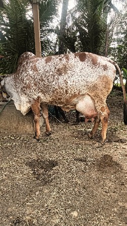 ગાય વેચવાની છે