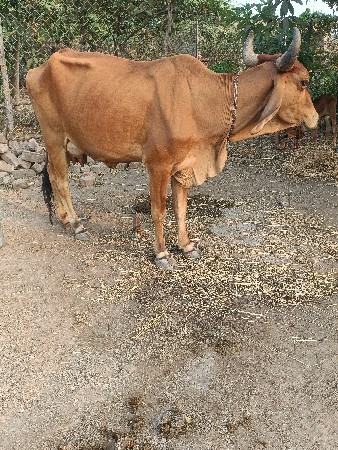 थंबनेल 3