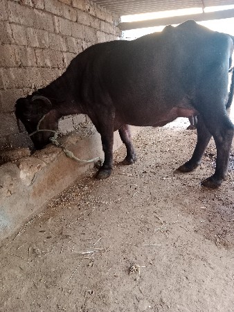 ભેંસ વેચવાની છે