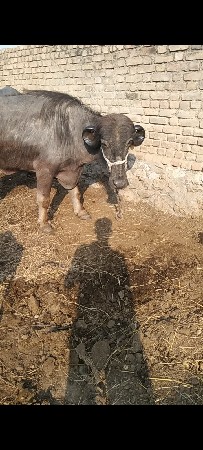 ખડાય વેશવાની સે