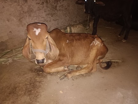 વાછડો ગીર નો આપવાનો છે