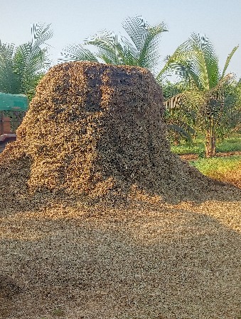 માંડવીયુ વેસવું