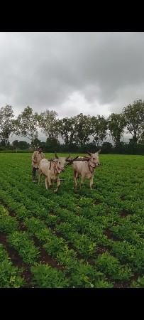 આ ગોધલા વેચવા ના છે.