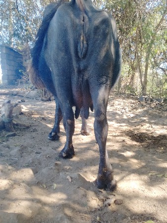 વેચવાની છે