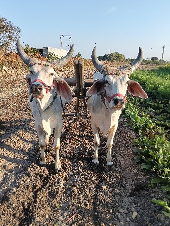 બળદ વેચવાના છે