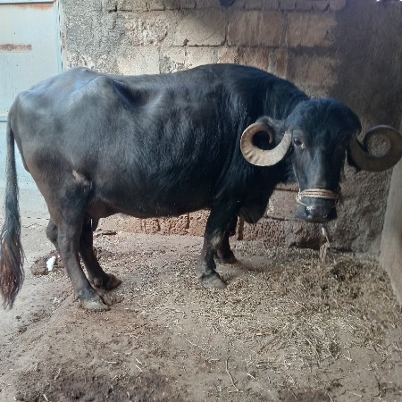 ભેંસ વેચવાની છે