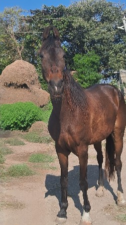 ઘોડી બેસવા ની હે