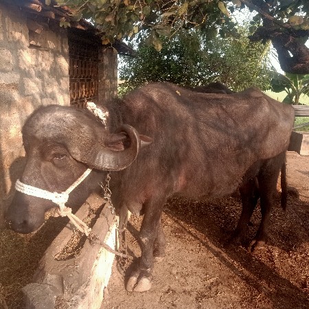 थंबनेल 2