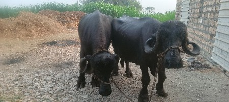 વેલાએ પેહલા