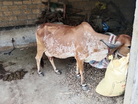 ગાય વેચવાની છે