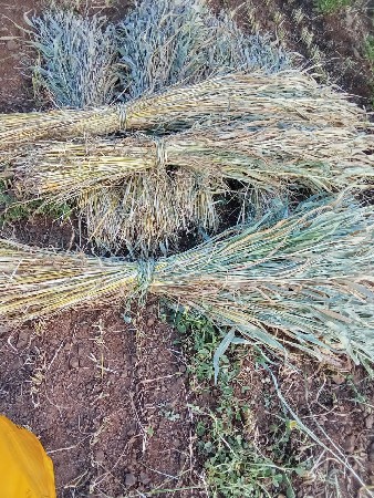 જુવાર સૂકેલી