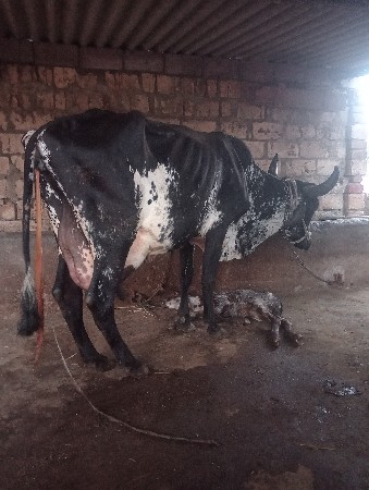 આ ગાય વેચવાની છે આજે વાણી