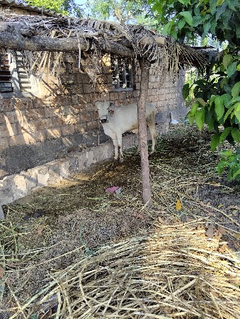 બળદ વેચવાનો છે