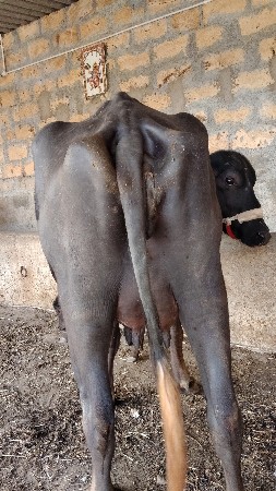 ભેંસ વેચવાની છે