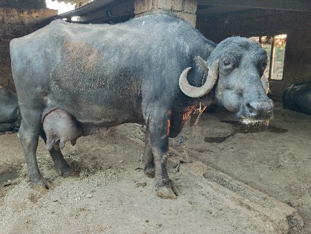 ભેંસ વેચવાની છે