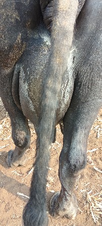 ભેંસ વેચવાની છે