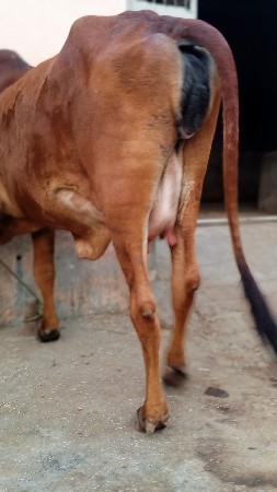 ગાયવેચવાનીચે