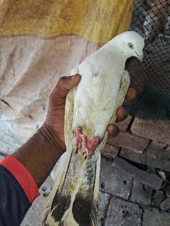 6 kabutr deva na che