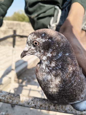 vah kabutar kabootar bechvana