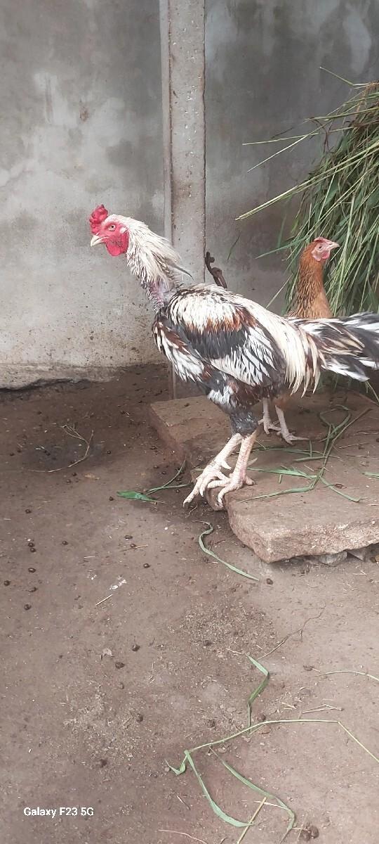 મુરધૉ  1નગછે