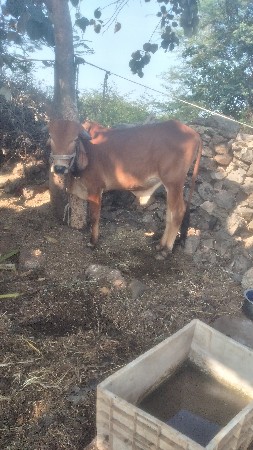 વાછડો વેચવાનો છે