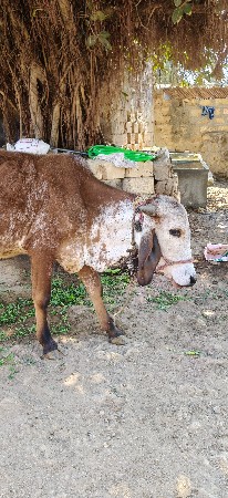 ઘોધલો દેવા નો છે