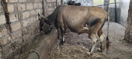ગાય વેચવા ની છે.