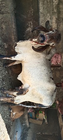 ગીર ગાય ને વાછડી વેચવાની છે