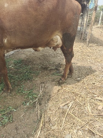 પેલું વેતર ગાય