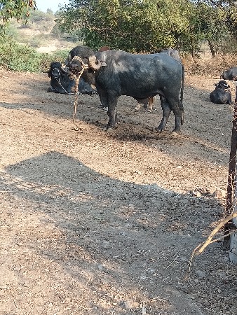 પાડો વેચવાનો છે