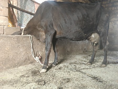 થંબનેલ 2