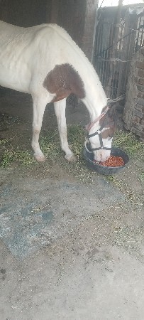 ઘોડી નાસાટે કુદવાહાલવારીજોયછે