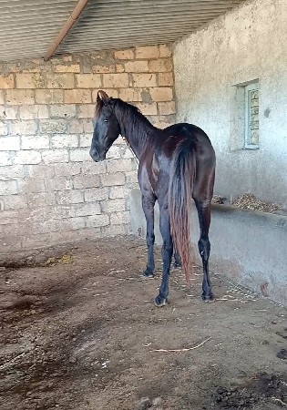 ઘોડો વેસવાનો નત કવરીગ માટે સે