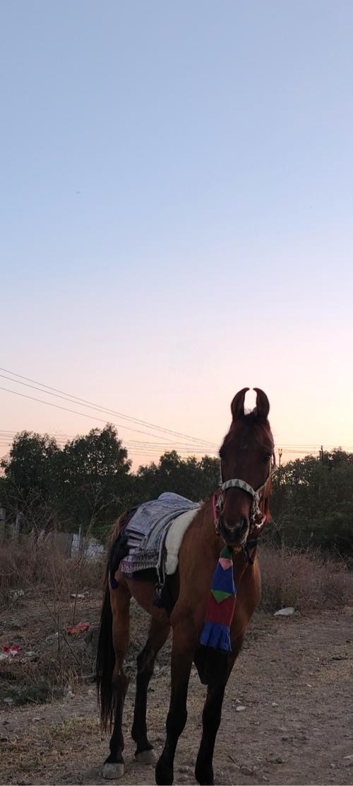 ઘોડી વેચવા ની છે