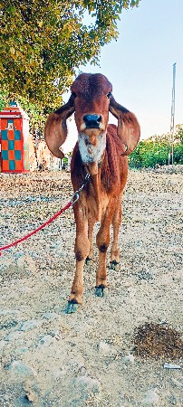 थंबनेल 3