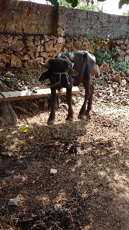 थंबनेल 2