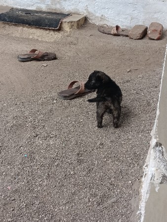 જર્મન ફિમેલ