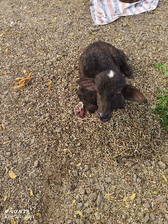 थंबनेल 2