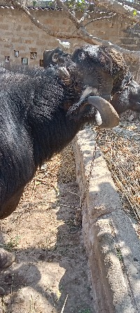 ભેંશ વેસવાની છે