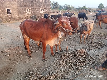 બળદ વેચવાના છે