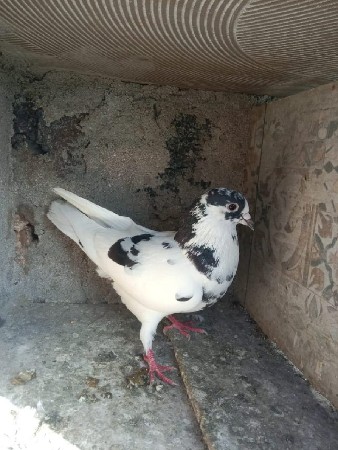 9 કબૂતર દેવાના છે