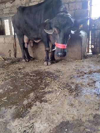 સિસોદિયા સાપરાજ ભાઈ નાનુભાઈ