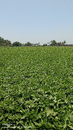 ગુજરાત- 2
અડદ વેચવાના છે