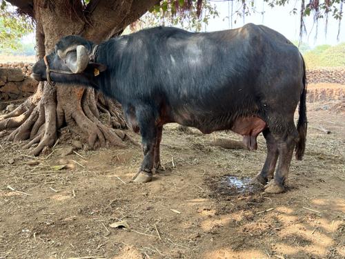 थंबनेल 3